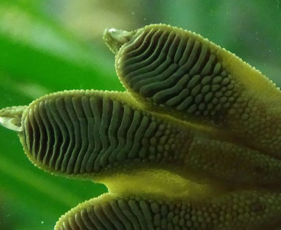 Suelas antideslizantes inspiradas en los pies de un lagarto