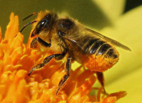 Dos estudios a gran escala confirman los daños de los neonicotiniodes en las abejas