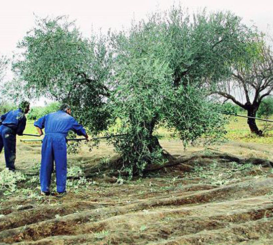 Nueve meses de cárcel y 3.240 euros de multa por no dar de alta a 62 trabajadores que cogían aceituna